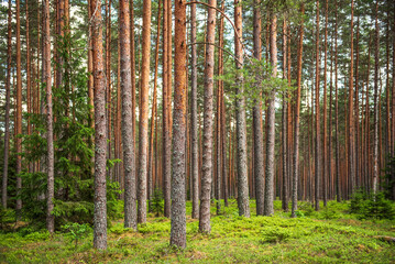 Pine forest in sunny summer day. 