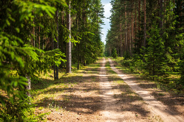 Coniferous forest and forest road in it.
