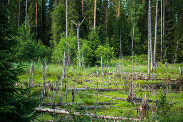 Fototapeta premium Deciduous trees in a swamp surrounded by forest.