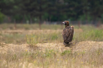Kara akbaba » Cinereous Vulture » Aegypius monachus