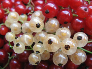 White currant and red currant closeup macro