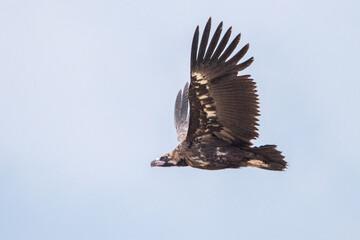 Kara akbaba » Cinereous Vulture » Aegypius monachus