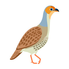 Grey francolin is a species of francolin. Francolinus pondicerianus. Cartoon, flat style character of ornithology, vector illustration isolated on white background