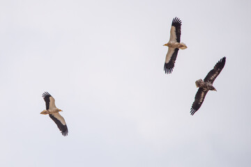 Küçük akbaba » Egyptian Vulture » Neophron percnopterus
