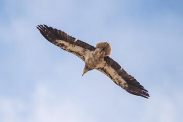 Küçük akbaba » Egyptian Vulture » Neophron percnopterus
