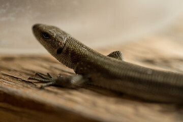A common lizard outdoors macro