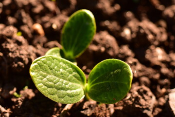 vegetable seedlings  in a garden bed in the sparkle of the morning sun