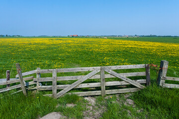 Landscape at Texel