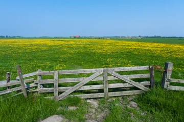 Fototapeten Landscape at Texel © AGAMI