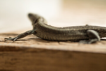 A common lizard outdoors macro