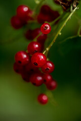 Red currant berries macro outdoors