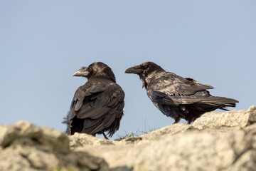 Ravens in the Tatras.