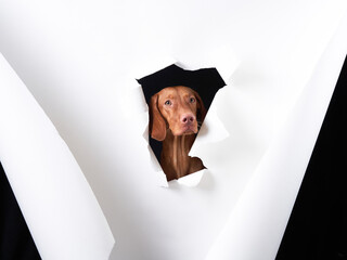 the dog looks out of the paper. funny Hungarian vizsla