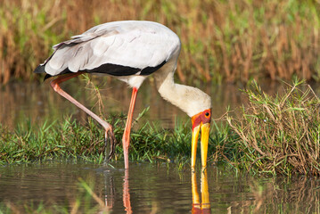 Afrikaanse Nimmerzat, Yellow-billed Stork, Mycteria ibis