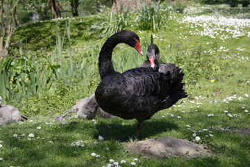 Trauerschwan auf einer Wiese bei Sonnenschein