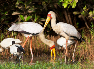 Yellow-billed Stork, Afrikaanse Nimmerzat, Mycteria ibis