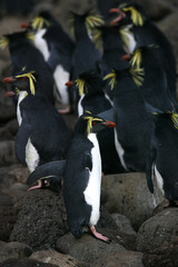 Obraz premium Northern Rockhopper Penguin, Eudyptes moseleyi
