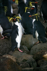 Northern Rockhopper Penguin, Eudyptes moseleyi