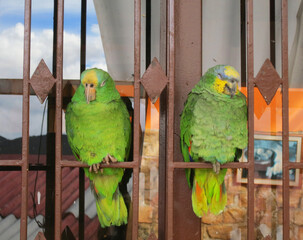 Oranjevleugelamazone, Orange-winged Amazon, Amazona amazonica