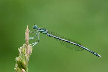 White legged damselfly male, sitting motionless on grass. Waiting for prey. Blurred natural green background. Side view, closeup. Genus species Platycnemis pennipes. 