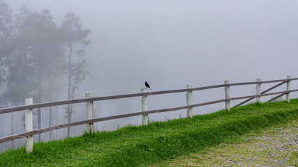 Fototapeta premium PICO DO ITAPEVA - CAMPOS DO JORDÃO - SÃO PAULO - BRASIL