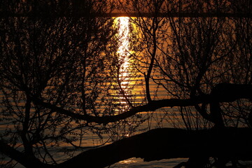 Sunset Brown Landscape. Horizontal Tree View On The Lake Shore With Sun Reflection In The Waves. Silhouette of Branches On Night Water. Abstract Image