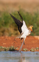 Witbuikzandhoen, Pin-tailed Sandgrouse, Pterocles alchata