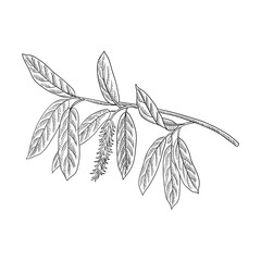 vector drawing branch of willow tree with leaves, hand drawn vintage illustration