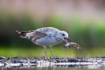 Pontische Meeuw; Caspian Gull; Larus cachinnans