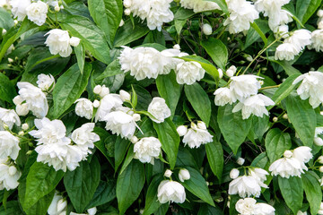  White flowers of fragrant jasmine
