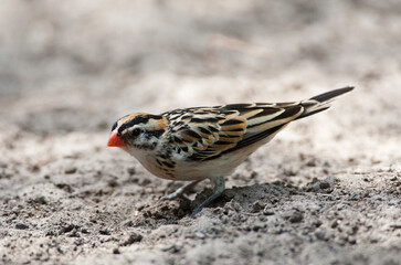 Dominicanerwida, Pin-tailed Whydah, Vidua macroura