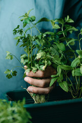 planting aromatic herbs in a window box