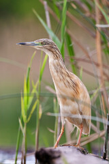 Ralreiger, Squacco Heron, Ardeola ralloides