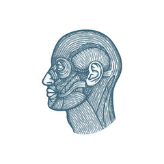 Head muscular system anatomy hand drawn vector illustration. Human face muscles vintage engraving style drawing. Medical poster. Part of set.