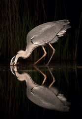 Blauwe Reiger, Grey Heron, Ardea cinerea
