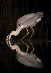 Fototapeten Blauwe Reiger, Grey Heron, Ardea cinerea © AGAMI