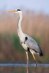 Blauwe Reiger, Grey Heron, Ardea cinerea