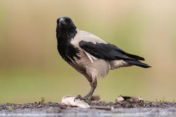 Foto auf Acrylglas Bonte Kraai, Hooded Crow, Corvus cornix © AGAMI