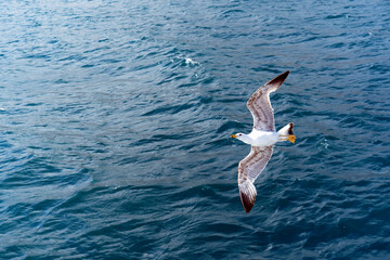 Flying white gull on the background of the blue sea