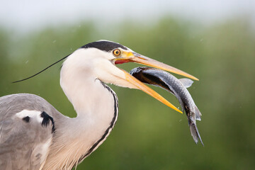 Blauwe Reiger, Grey Heron, Ardea cinerea