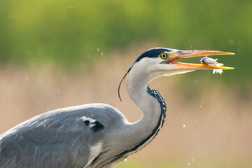 Blauwe Reiger, Grey Heron, Ardea cinerea