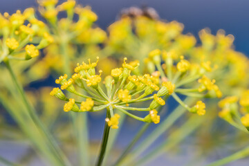 Euphorbia cyparissias glabrous or slightly hairy, gray green, with a cylindrical creeping root