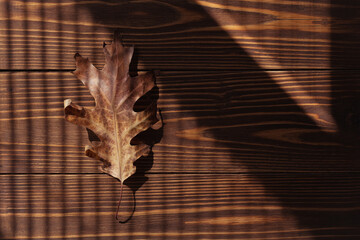 Oak Leaf on brown wooden table with blinds light