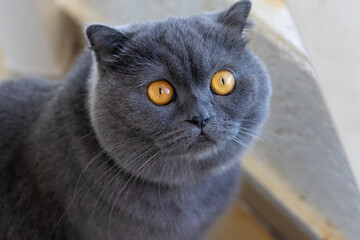 Portrait of a grey Scottish cat on a blurry background