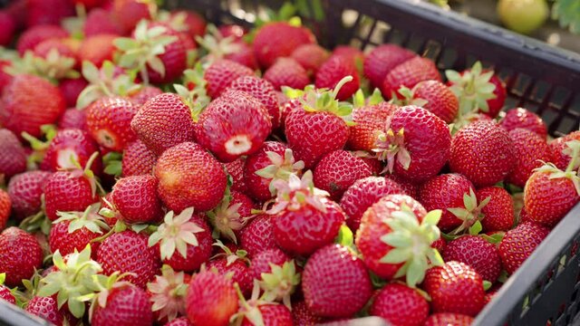 Fresh Red Strawberries Falling Into Plastic Box. Closeup Seasonal Worker Behind Camera Arranging Harvested Fruit For Further Transportation. Concept Of Farming