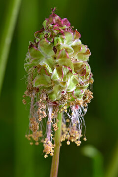 Kleiner Wiesenknopf // Salad burnet (Sanguisorba minor)