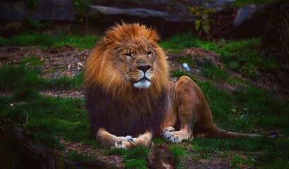 Obraz premium Lion