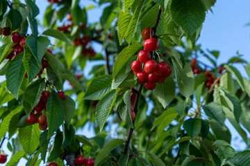 Branches with red cherry fruits on a blue sky background