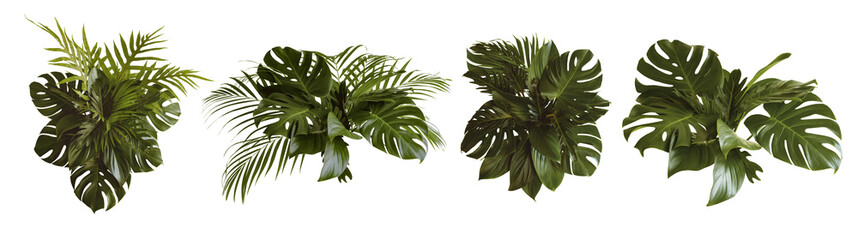 Green leaves of tropical plants bush (Monstera, palm, rubber plant, pine, bird’s nest fern) floral arrangement indoors garden nature backdrop isolated on white background thailand,clipping path inclu © eakarat