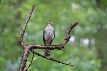Sparrowhawk rests on a branch and keeps a close eye on its surroundings